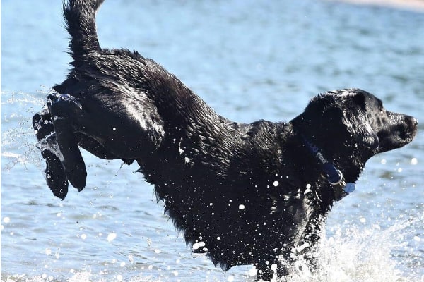 Dog swimming in Polperro on the beach
